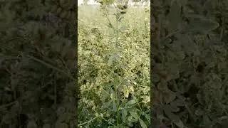 How Make Alfalfa hay losan ka bij