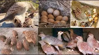 From crossing to hatching eggs full informative video | #teetar #birds #hatching