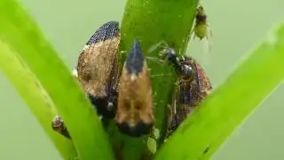Ants Farming  Treehoppers