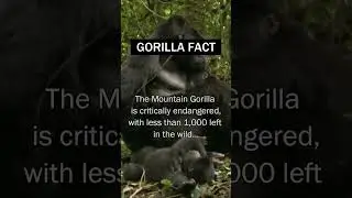 Endangered Animals - Mountain Gorilla #shorts #gorilla #animalfacts #animals #mountaingorilla