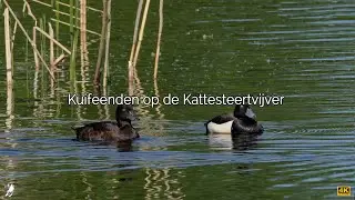 Kuifeenden op de Kattesteertvijver