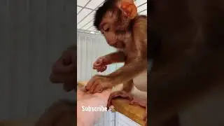 Обезьяна ест гранат 🐒#shorts
