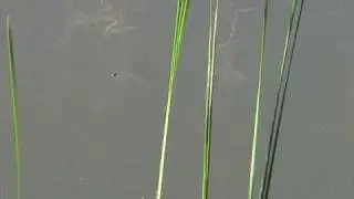 Whirligig Beetle (Gyrinidae: Gyrinus)