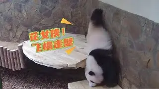 24.07.07 和叶人立行走后，花花也学会了飞檐走壁？这是怎么肥事？