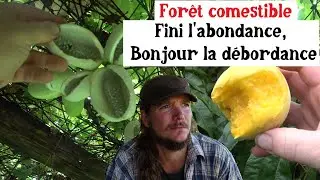 Forêt comestible : Fini l'abondance, bonjour la débordance !