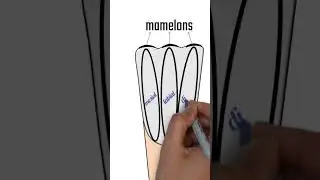 Mamelons #dentalanatomy #toothmorphology