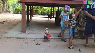 Smart Little Baby Monkey Yoko Carrying Basket Following Dad To Pick Up Sweetsop