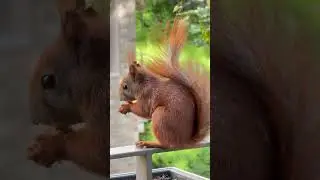 Sassy Squirrel Claims the Balcony | Mimi the Squirrel Snack Time 🐿️🌰 #squirrel #eichh&ouml;rnchen #cute