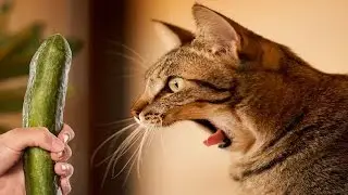 Kucing Takut Timun