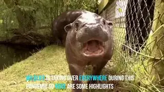 Step back nature is taking over/animals invading city's during quarantine