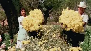 Grupo Miramar – Una lágrima, un recuerdo & Dos corazones | México 1976 🇲🇽💔 Archival Footage - Oaxaca