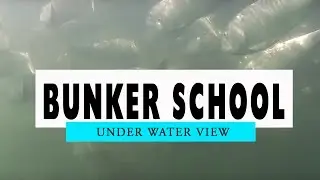 Long Island Sound Bunker School HD