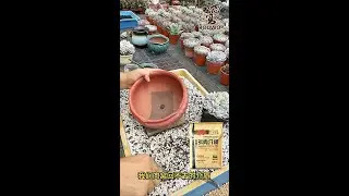 如何判断多肉该换盆,如何换盆,换盆的好处是那些?肉窝教你快速换盆,简单有效哦