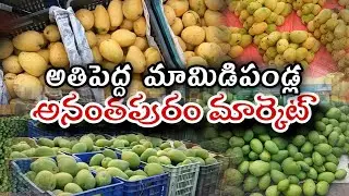 Wholesale mangoes🥭🫒 mandi market anantapur || wholesale prices #mango