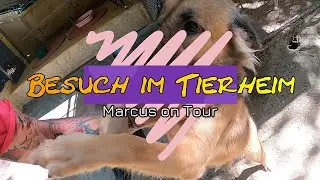 Besuch und W&uuml;rstchen- F&uuml;tterung im Dog an Cat Rescue auf Koh Samui