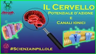 Il Cervello - Potenziale d'azione e canali ionici | Scienza in pillole
