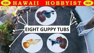 Raising & Breeding Guppies in Eight Tropical Fish Tubs