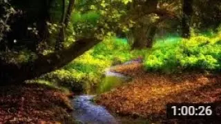 🎧 LIVE - Ambient Noise- Gentle River Flowing for Meditation, Relaxation, Sleep or Studying
