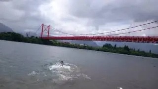 El lobo en el rio aysen