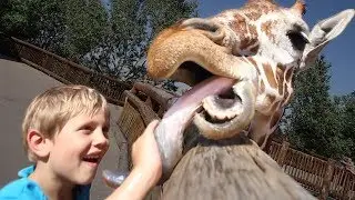 Touching a HUGE Giraffe Tongue!