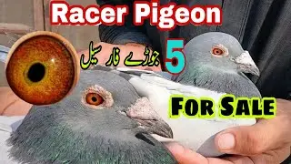 Pigeon For Sale l Racing Pigeon l Qasid Pigeon lFor Sale lJhang Pigeon Club
