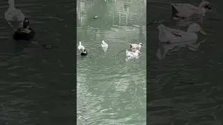 Mumbai | Ducks are Enjoying Monsoon Season #mumbai #duck #shorts ￼#funny #monsoon #swimming