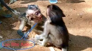 OMG!Lori Very Nasty Attack With Aiden Cruelly|What Happen Wrong? Aiden Cry Coz Lose His Fight.