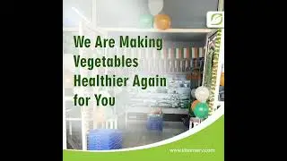 Farm-fresh vegetables and fruits (Video By Studio 1 Hub)