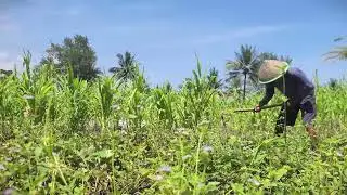Traditional Sweet Potato Farming from Soil to Harvest #RuralAgriculture #TraditionalFarming