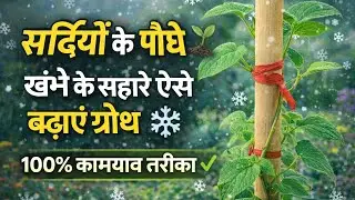 सर्दियों में लगाए जाने वाले पौधे 🌼 | Winter Season Plants Care Tips in Hindi | ठंड में पौधों की 