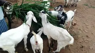 ஆடு வளர்ப்பில் COFS 29 யின் பங்கு | ஆட்டுத் தீவனங்கள் | ஆடு வளர்ப்பு | COFS29 in Tamil