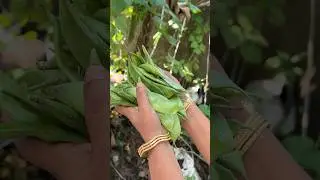 Kerala-style Amara Payar Thooran | Broad Beans Recipe #southindiancuisine  #amarapayar #garden #shrt