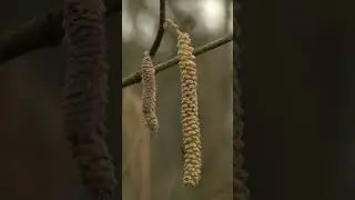 Haselbl&uuml;te