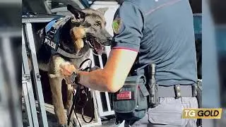 29-08-2025 - Spaccio lungo la &ldquo;filiera alimentare&rdquo;: 9 arresti, sequestrati 3 kg di droga