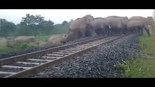 elephant group video #elephant #jungle #wildlife