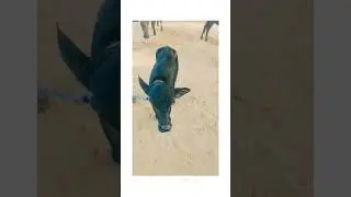 buffalo baby funny video 🥰🥰🥰