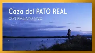 Caza del PATO REAL con RECLAMO vivo
