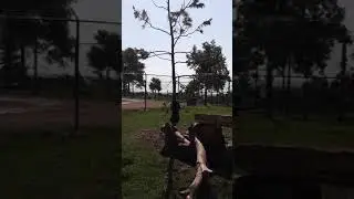 Bear sliding down tree