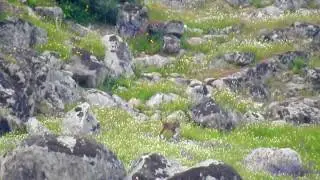 Linces ibéricos en la Sierra de Andújar