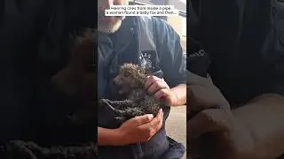 Эта женщина спасла лисенка, застрявшего в трубе. #шорты #лиса
