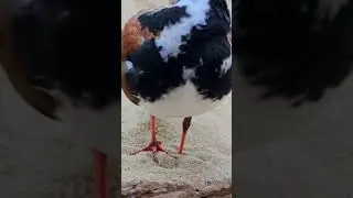 A rola-do-mar #aves #animais
