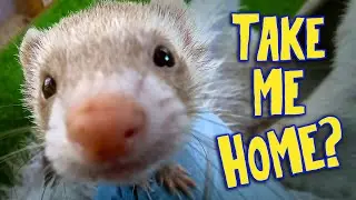 Should I Get Ferrets as Pets? | An Honest Beginner’s Guide