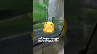 Tanda-Tanda Ikan Kena Amonia, dan Gue Terlambat! #aquarium #ikankoki #amonia