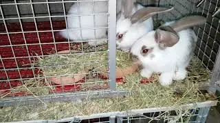 تغذية الارانب