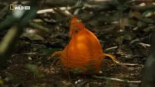 &Aacute;guila arpia