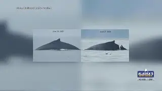Humpback whale injured in Glacier Bay after suspected vessel strike