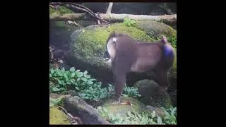 Drill monkey showing his teeth