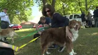 Dozens of  dogs and one cat  rescued from kennel fire