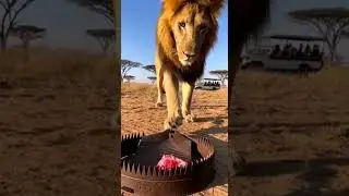 Will the Lion Risk It All for a Piece of Meat? 🥩😱
