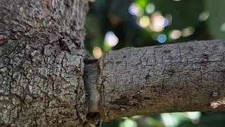 Anillado en Árbol de Aguacate!#jardin #aguacate #avocado #frutales #trending #viral #plantas 